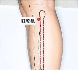 阳陵泉穴