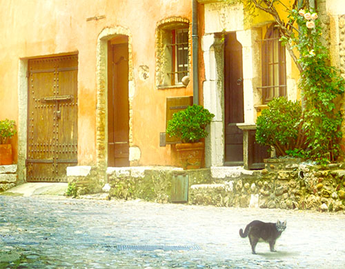 cat-in-provence-bc