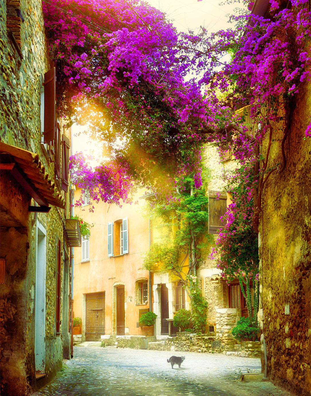 cat-in-provence